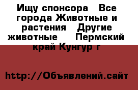 Ищу спонсора - Все города Животные и растения » Другие животные   . Пермский край,Кунгур г.